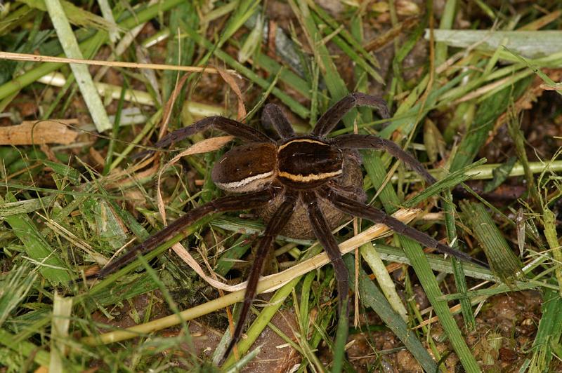 Dolomedes_fimbriatus_D5089_Z_91_Canal du Nivernais_Frankrijk.jpg